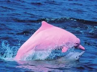粉红色海豚 粉红色海豚