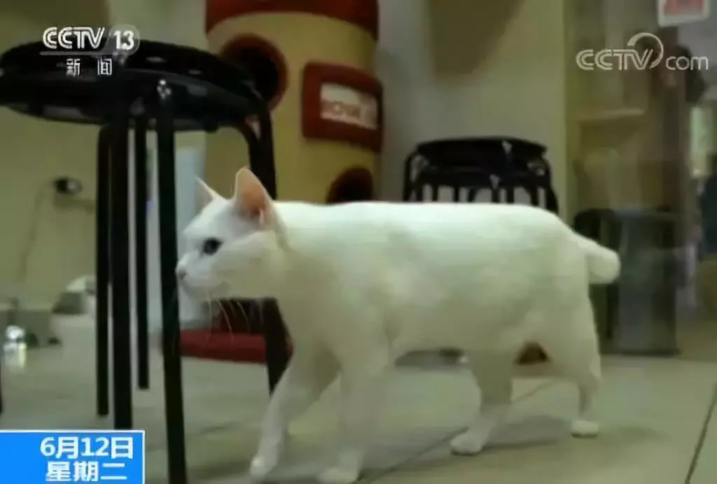 俄罗斯一白猫担任“世界杯”预言家 俄罗斯一白猫担任“世界杯”预言家