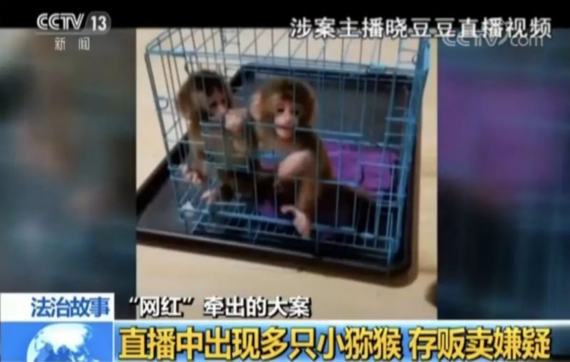 女子“直播养猴”走红,牵出一起大案 女子“直播养猴”走红,牵出一起大案