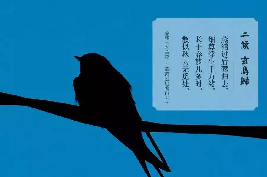 二候玄鸟归