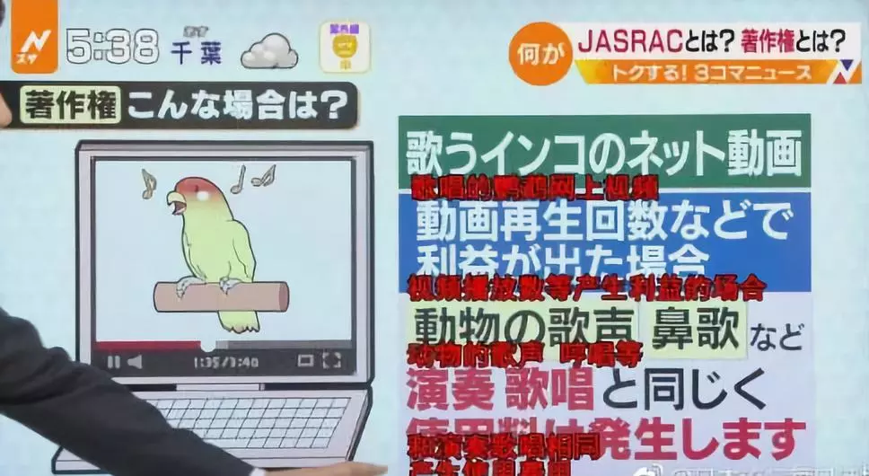 日本鹦鹉唱歌侵权 日本鹦鹉唱歌侵权