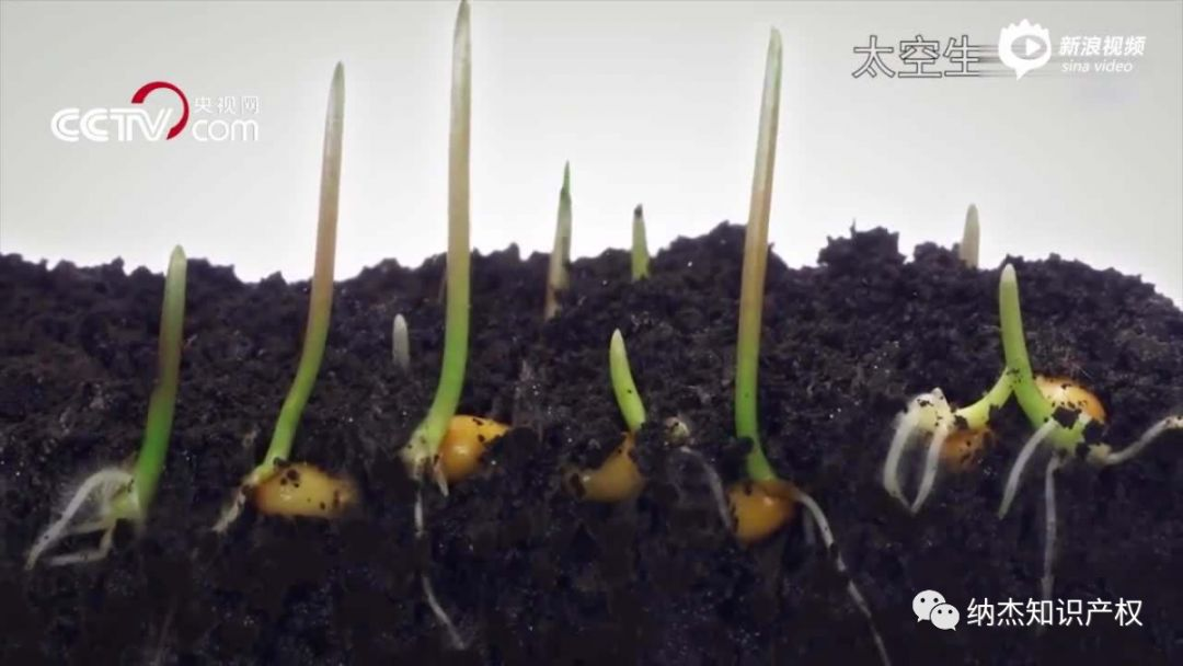 月球出现第一株“绿芽” 中国完成人类首次月面生物实验 月球出现第一株“绿芽” 中国完成人类首次月面生物实验