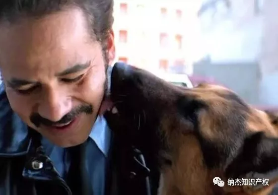 《一条狗的使命》的德牧警犬艾莉 《一条狗的使命》的德牧警犬艾莉