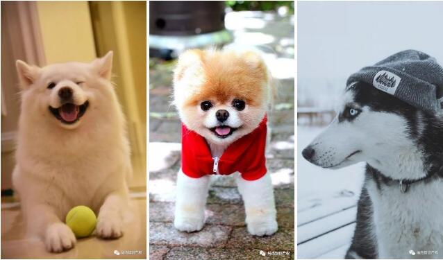 可爱狗狗(图源百度图片) 可爱狗狗(图源百度图片)