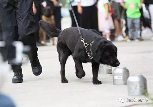 演练中的警犬(图源北青网) 演练中的警犬(图源北青网)