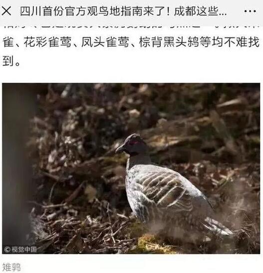 被侵权的照片 被侵权的照片