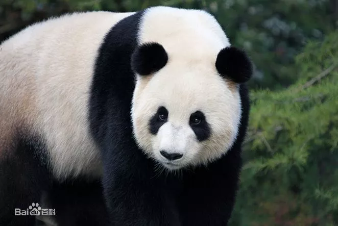大熊猫 大熊猫