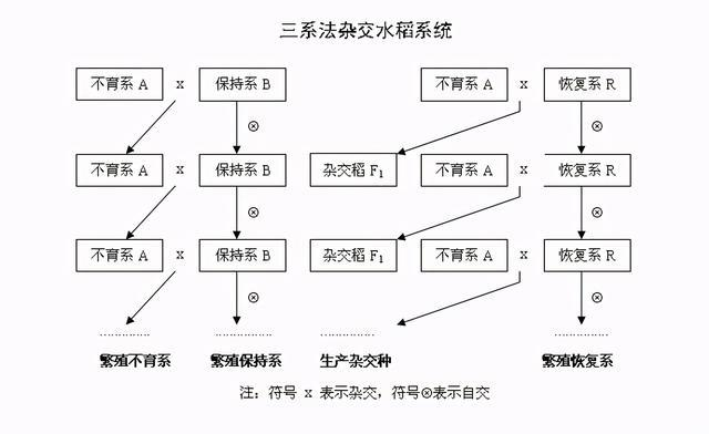 三系法的发明 三系法的发明