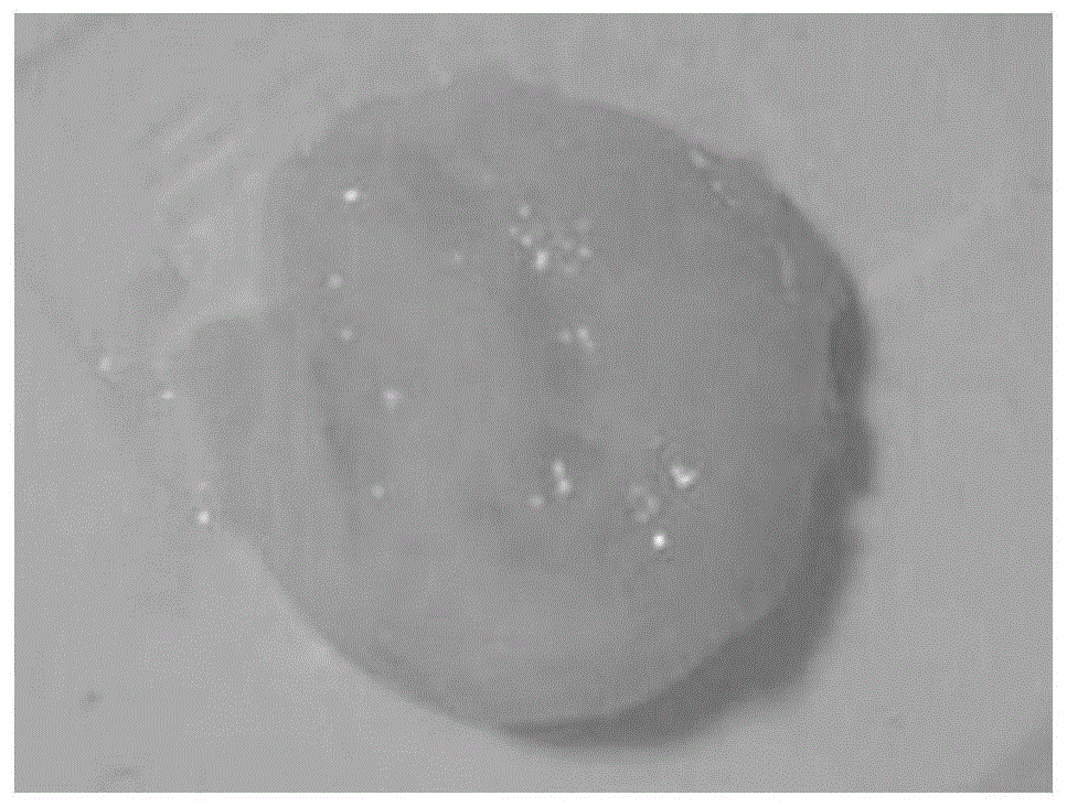 一种脂肪替代物及食用菌素食调理食品的制备方法 一种脂肪替代物及食用菌素食调理食品的制备方法