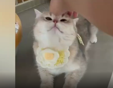 可爱小猫咪 可爱小猫咪